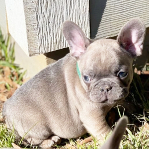 French Bulldog Puppy Lincolnn