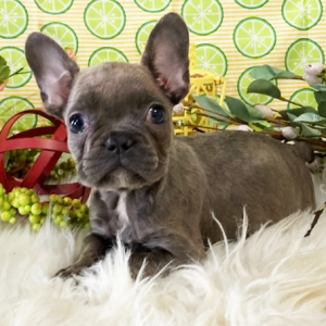 French Bulldog Puppy Willow