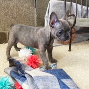 French Bulldog Puppy Willow