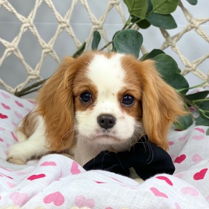 Cavalier King Charles Spaniel Puppy Zarina