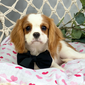 Cavalier King Charles Spaniel Puppy Zarina