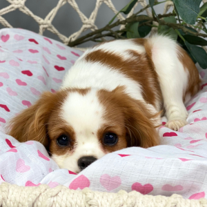Cavalier King Charles Spaniel Puppy Zarina