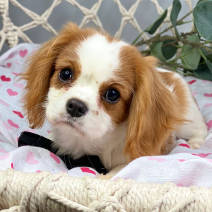 Cavalier King Charles Spaniel Puppy Zarina