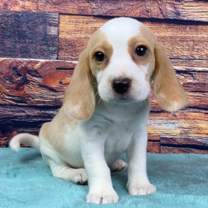 Beagle Puppy Marty