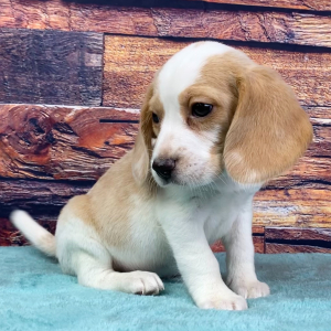 Beagle Puppy Marty