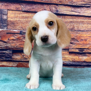 Beagle Puppy Marty