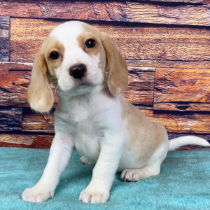 Beagle Puppy Marty