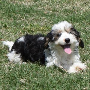 Yorkiepoo Puppy Matthew