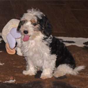 Yorkiepoo Puppy Matthew