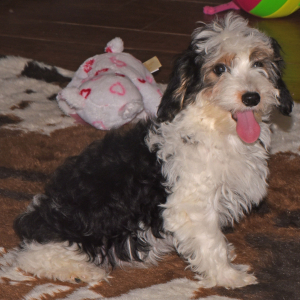 Yorkiepoo Puppy Matthew