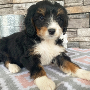 Bernedoodle Puppy Brooklyn