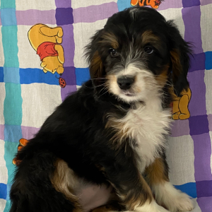 Bernedoodle Puppy Brooklyn