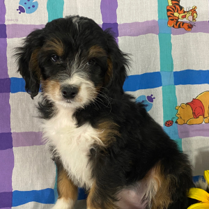 Bernedoodle Puppy Brooklyn