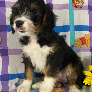 Bernedoodle Puppy Brooklyn
