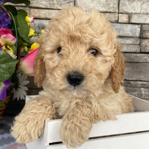 Goldendoodle Puppy Cecil