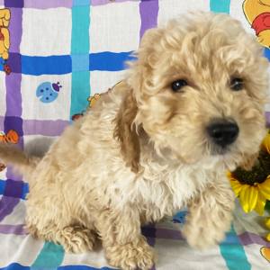 Goldendoodle Puppy Cecil