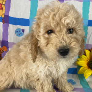 Goldendoodle Puppy Cecil