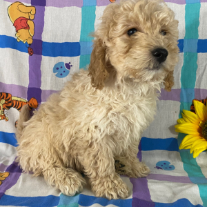 Goldendoodle Puppy Cecil