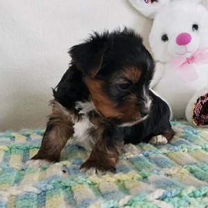 Yorkshire Terrier Puppy Ralph