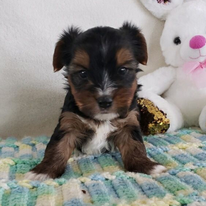 Yorkshire Terrier Puppy Ralph