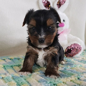 Yorkshire Terrier Puppy Ralph