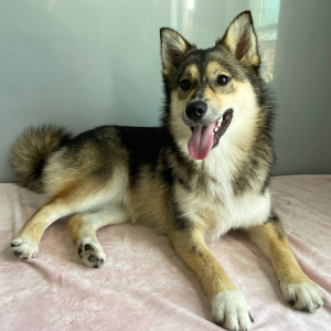 Pomsky Puppy Zahir