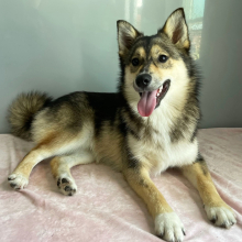 Pomsky Puppy Zahir