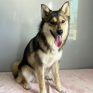 Pomsky Puppy Zahir