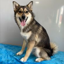 Pomsky Puppy Zahir