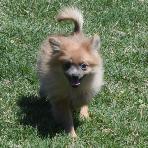 Pomeranian Puppy Prancer
