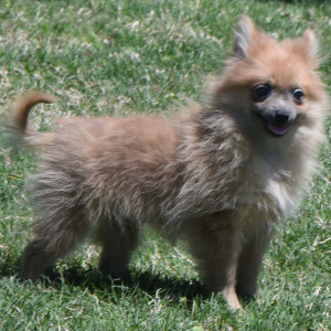 Pomeranian Puppy Prancer