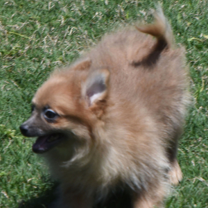 Pomeranian Puppy Prancer