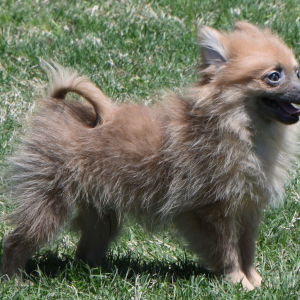 Pomeranian Puppy Prancer
