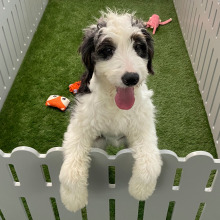 Bernedoodle Puppy Vivienne
