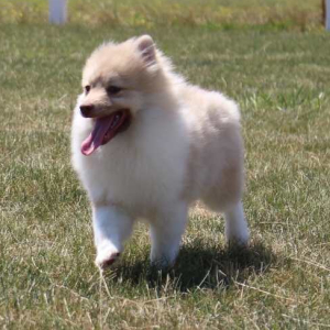 Pomeranian Puppy Logan