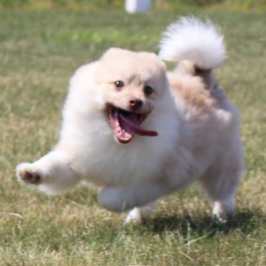 Pomeranian Puppy Logan