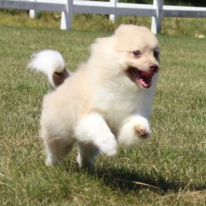 Pomeranian Puppy Logan