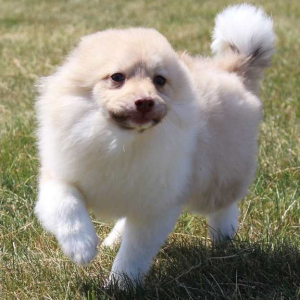 Pomeranian Puppy Logan