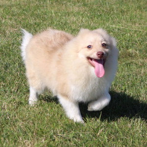 Pomeranian Puppy Logan