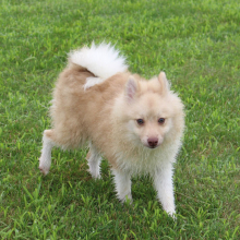 Pomeranian Puppy Logan