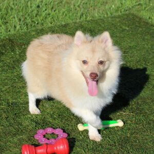 Pomeranian Puppy Logan