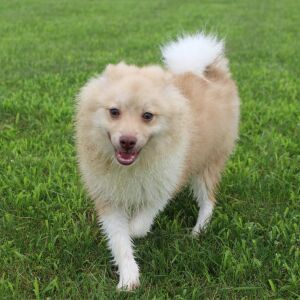 Pomeranian Puppy Logan
