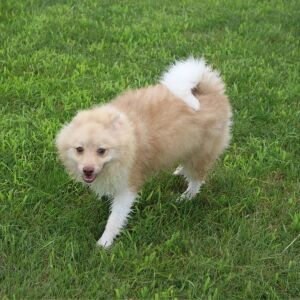 Pomeranian Puppy Logan