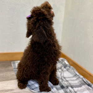 Poodle Puppy Stassi