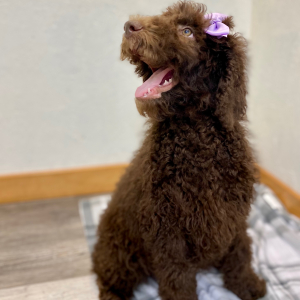 Poodle Puppy Stassi