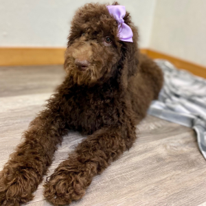 Poodle Puppy Stassi