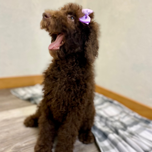 Poodle Puppy Stassi
