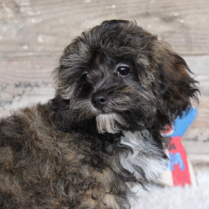 Shihpoo Puppy Harley