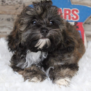 Shihpoo Puppy Harley