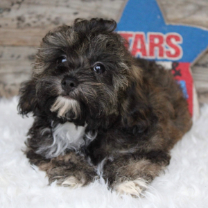 Shihpoo Puppy Harley